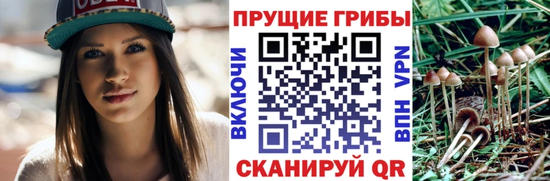 Купить  Беломорск  Галлюциногенные грибы Cubensis 